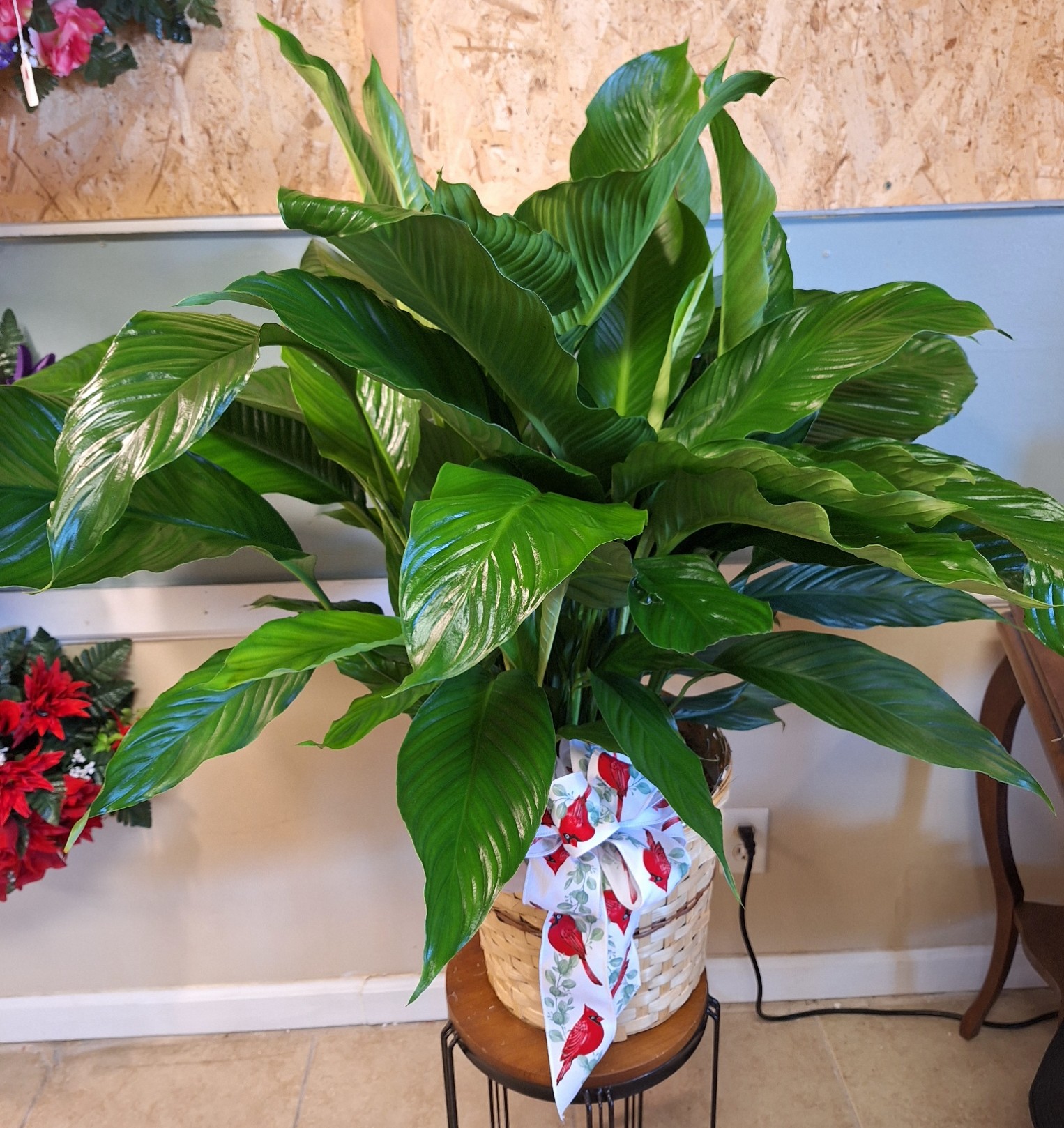 Peace Lily