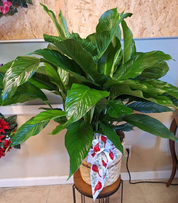 Peace Lily